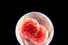 Развитие эмбриона по дням после эко
